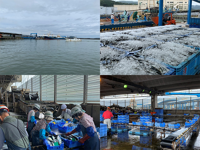 松浦魚市場について|エンマキについて|旬あじ・旬さばなどの加工